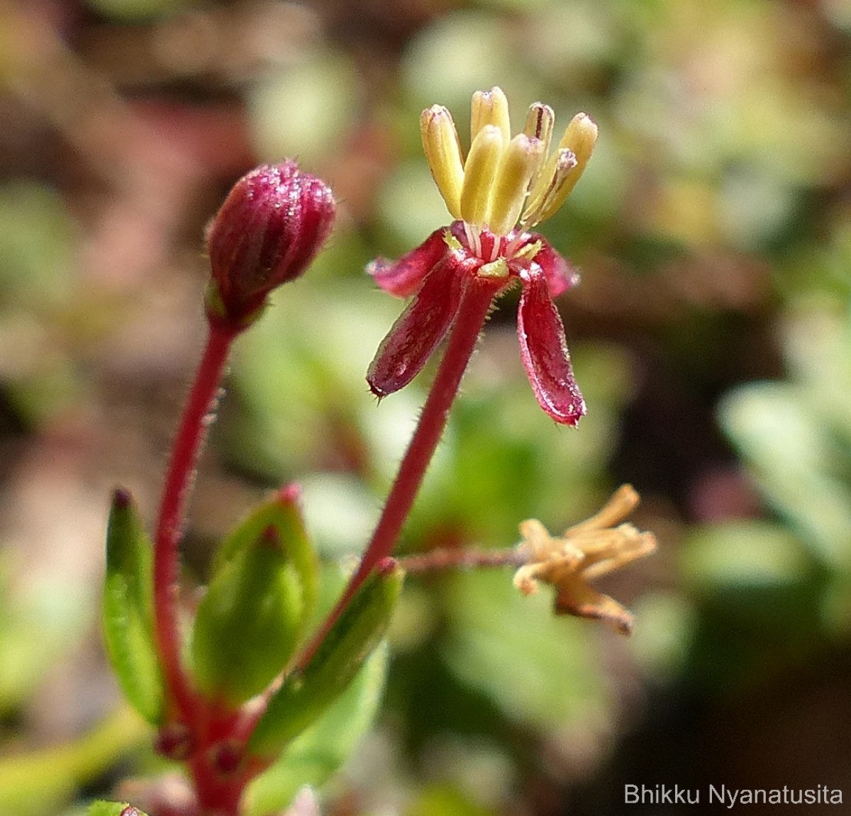 Laurembergia coccinea (Blume)
